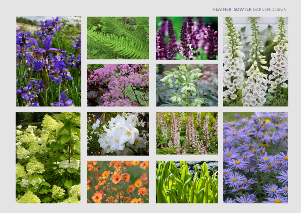 Plant mood board showing colourful perennials and shrubs