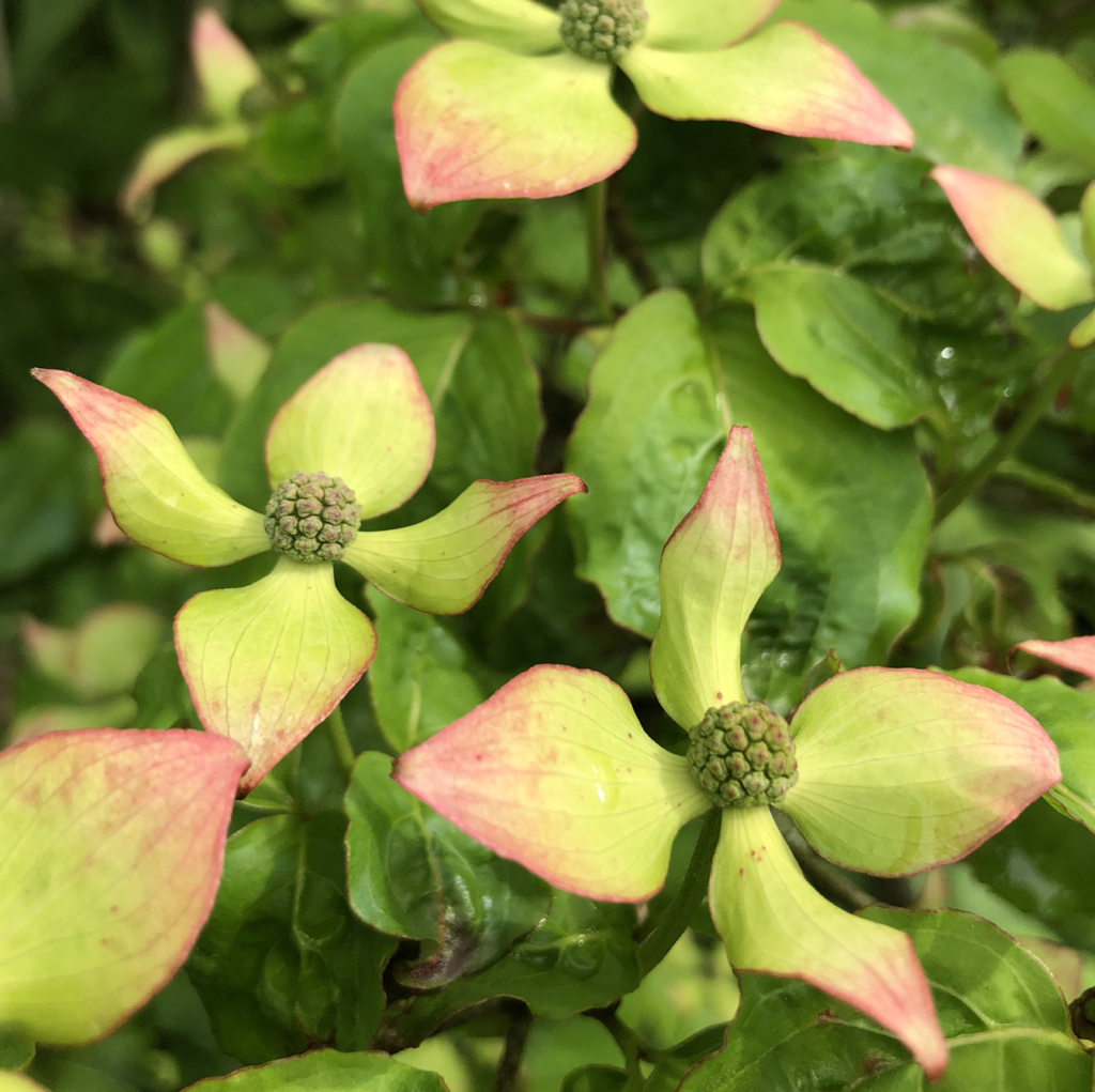 Cornus kousa flowers