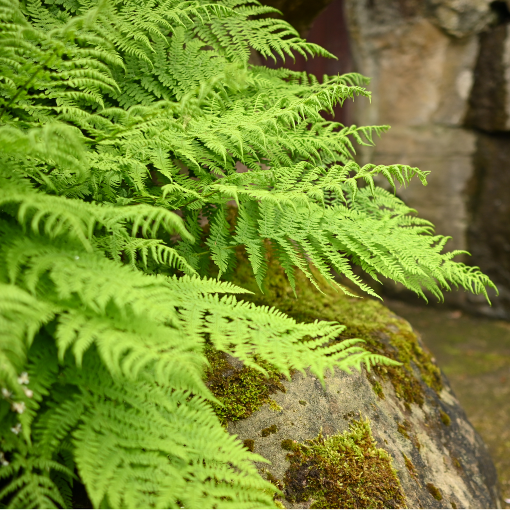 green fern and rock