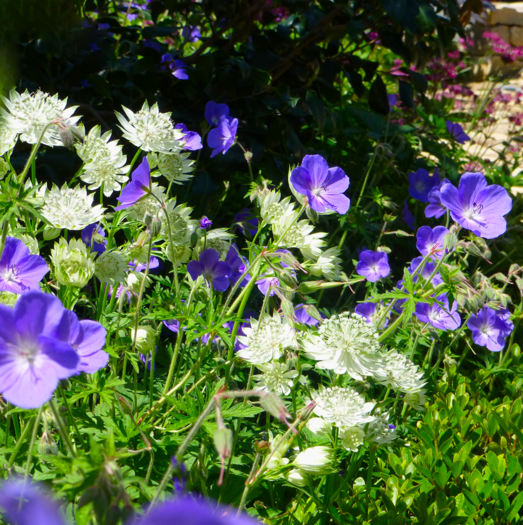 purple geraniums and white astranthia