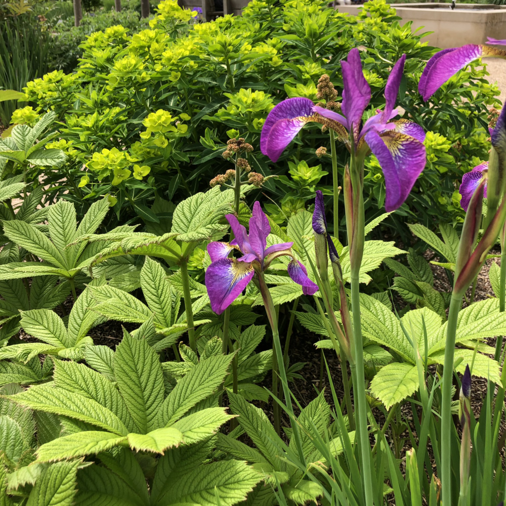 Iris with textured foliage plants