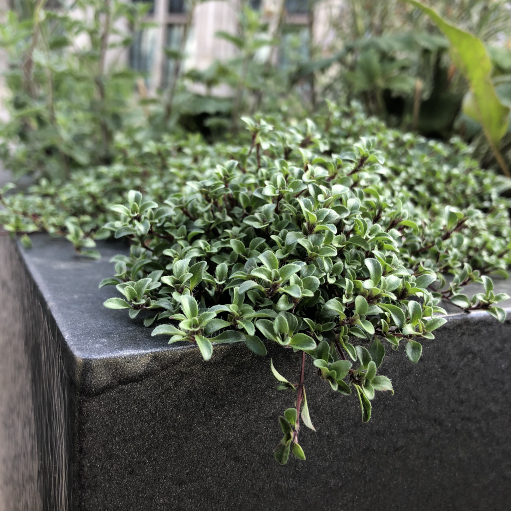 creeping thyme and grey planter