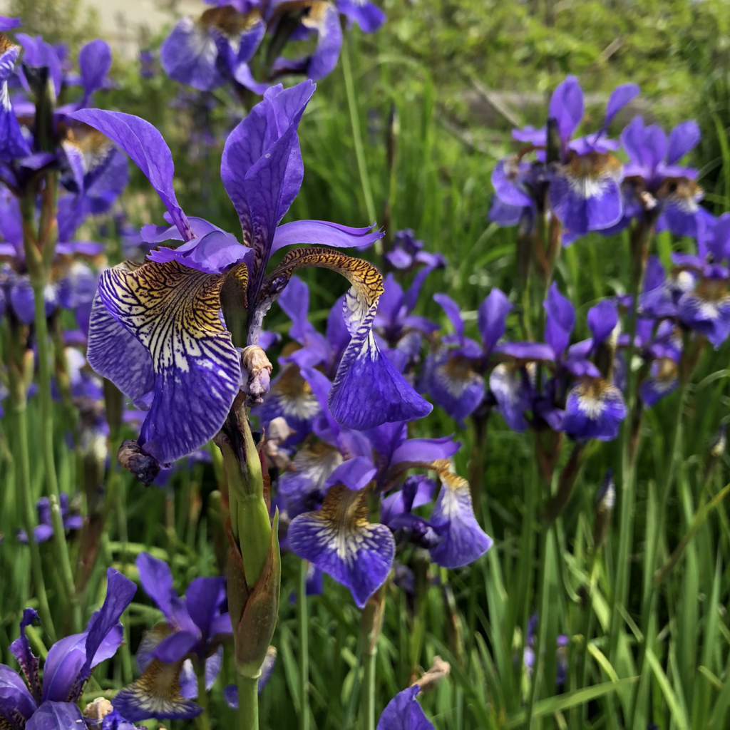 purple iris