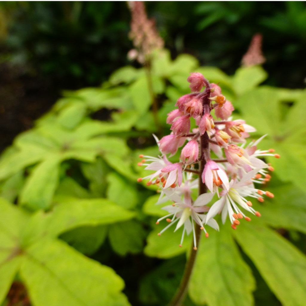 tiarella flower