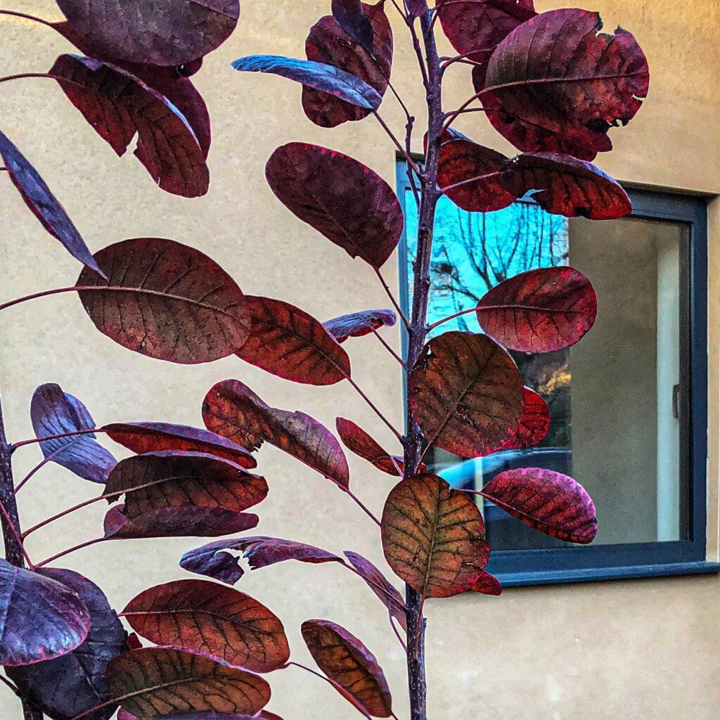 leaves of cotinus shrub