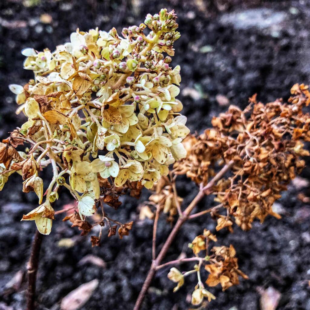 hydrangea seed head