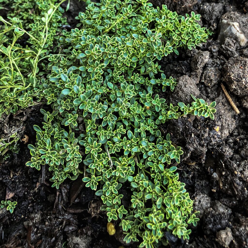 thymus plant