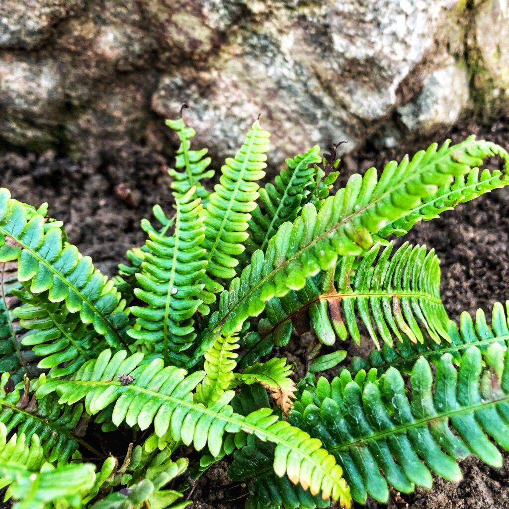 fern