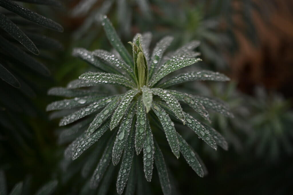 euphorbia with rain drops