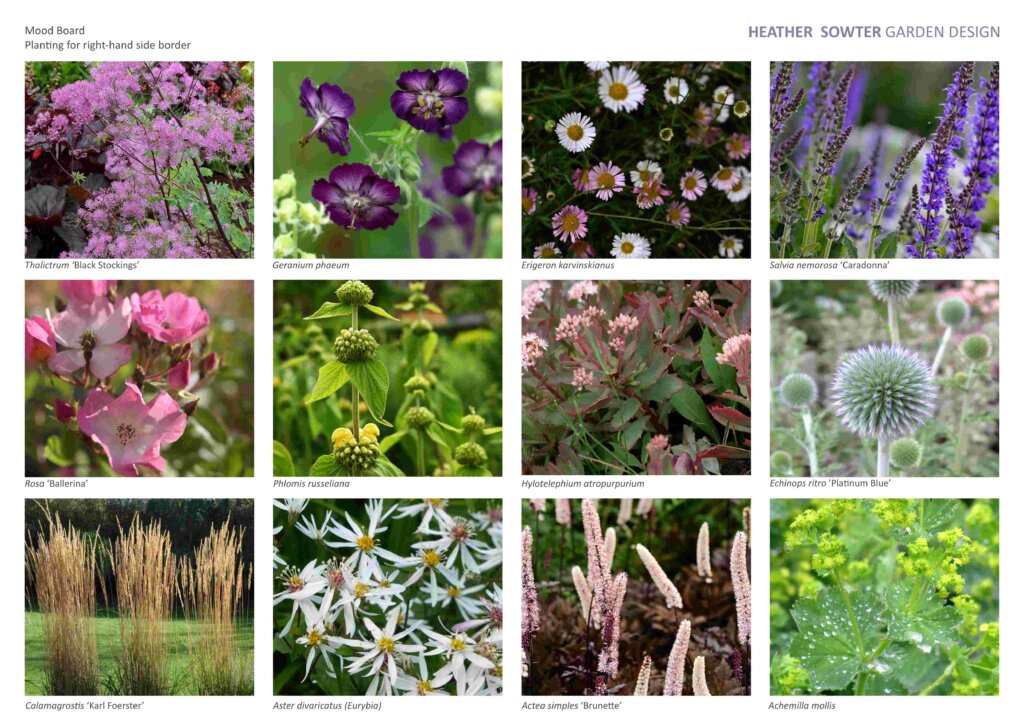 selection of photos of colourful plants