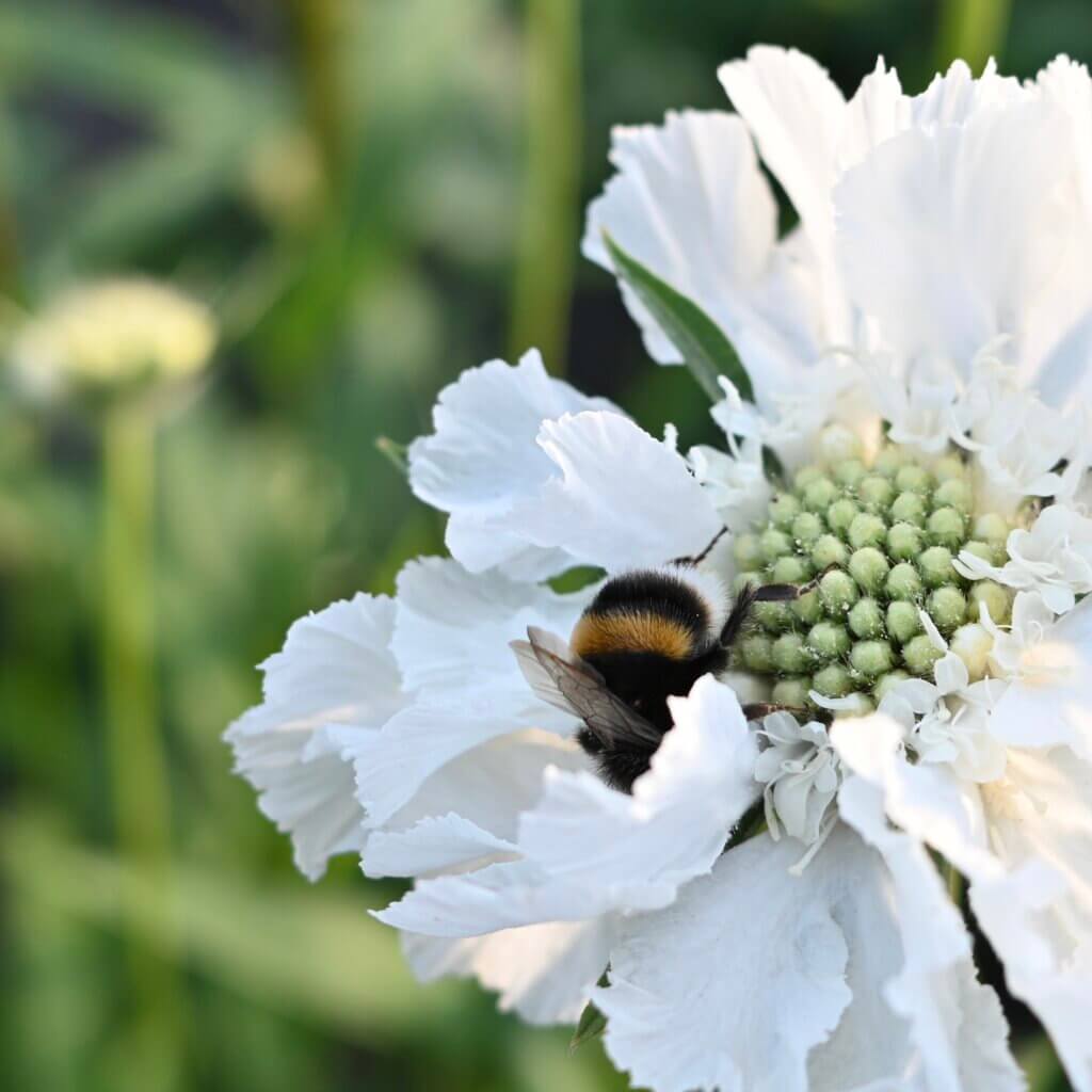 white flower with bee