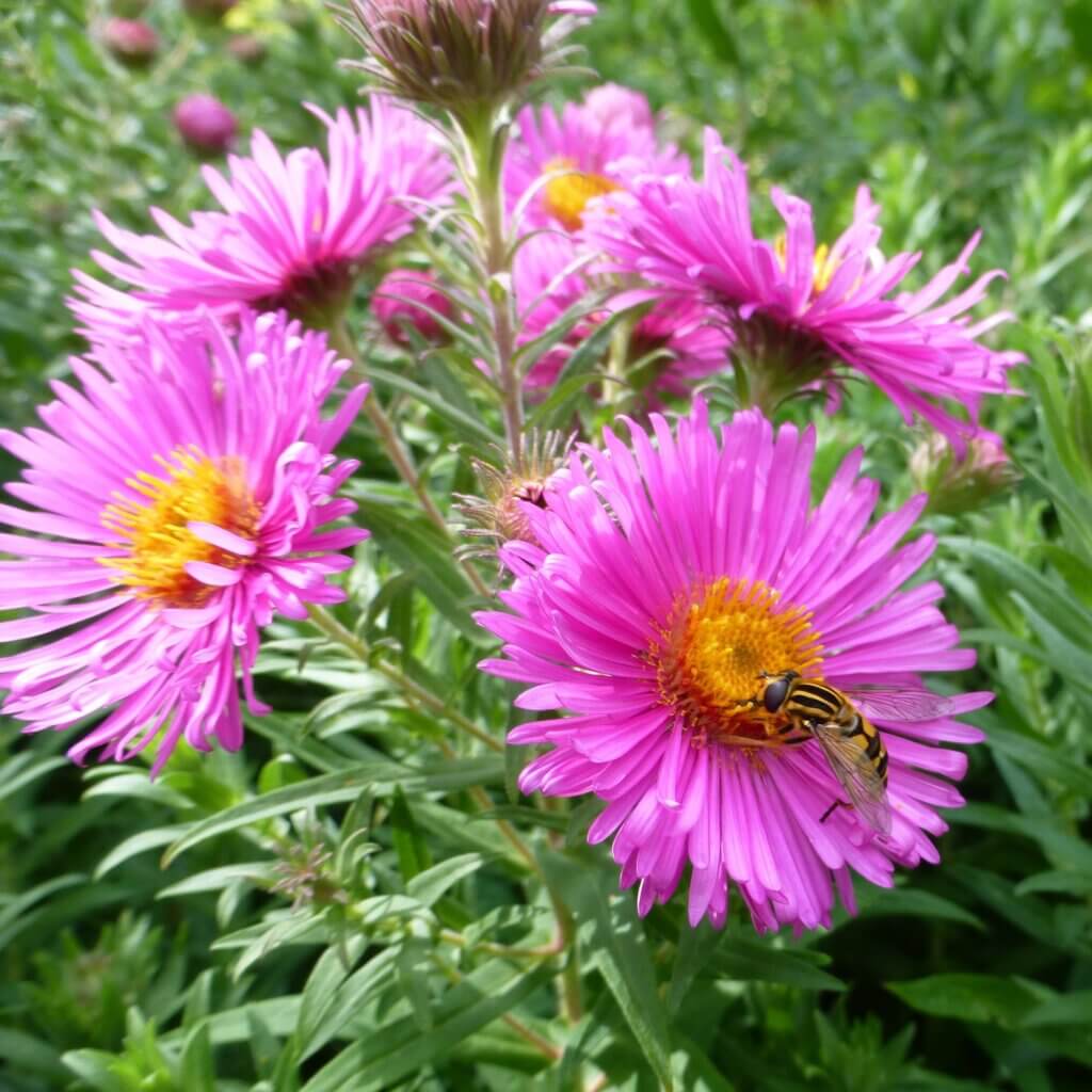 daisy and insect